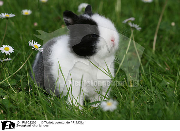 Zwergkaninchenjunges / young rabbit / PM-02209