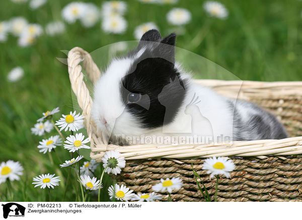 Zwergkaninchenjunges / young rabbit / PM-02213