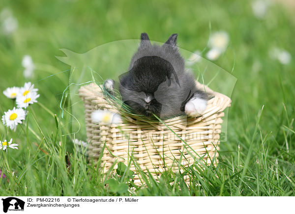 Zwergkaninchenjunges / young rabbit / PM-02216