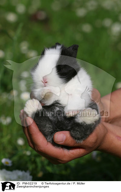 Zwergkaninchenjunges / young rabbit / PM-02219