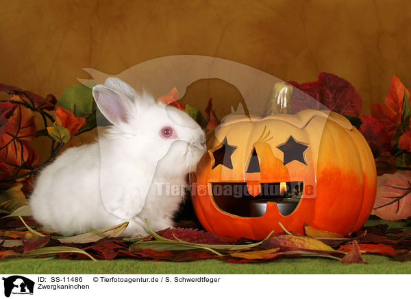 Zwergkaninchen / SS-11486