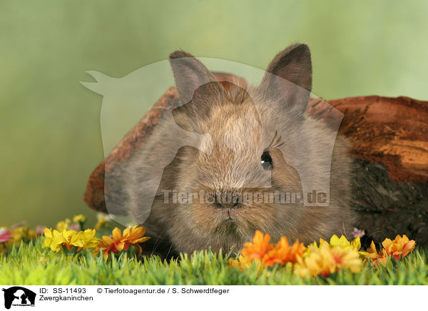 Zwergkaninchen / SS-11493