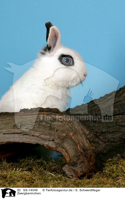 Zwergkaninchen / SS-14046
