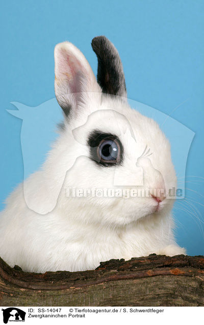 Zwergkaninchen Portrait / SS-14047
