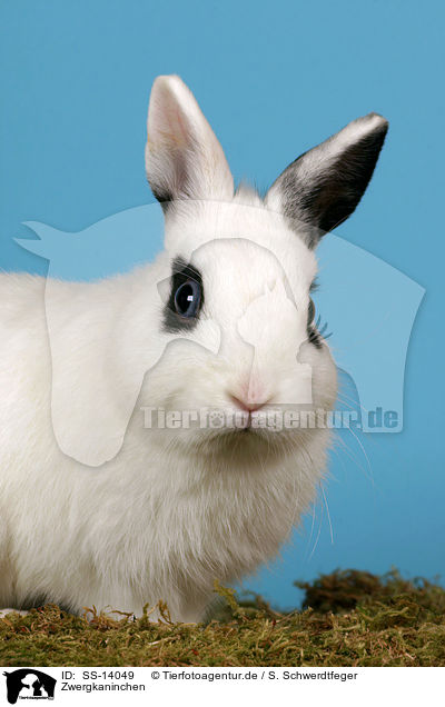 Zwergkaninchen / SS-14049