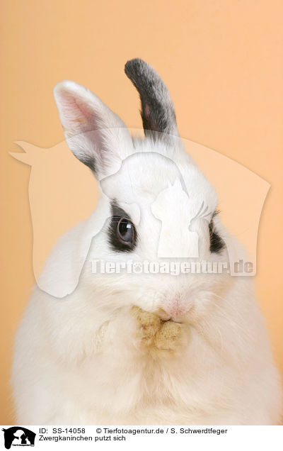Zwergkaninchen putzt sich / dwarf rabbit is cleaning itself / SS-14058