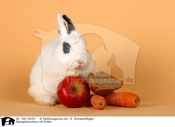 Zwergkaninchen mit Futter / dwarf rabbit with feed / SS-14070