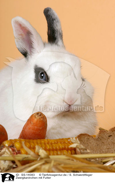 Zwergkaninchen mit Futter / dwarf rabbit with feed / SS-14083