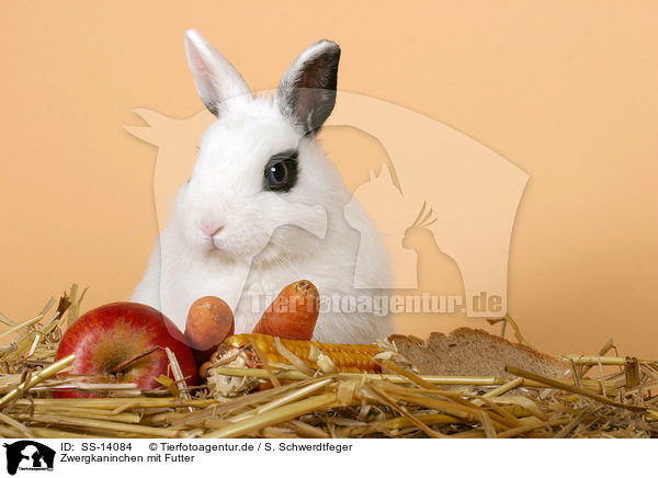 Zwergkaninchen mit Futter / dwarf rabbit with feed / SS-14084