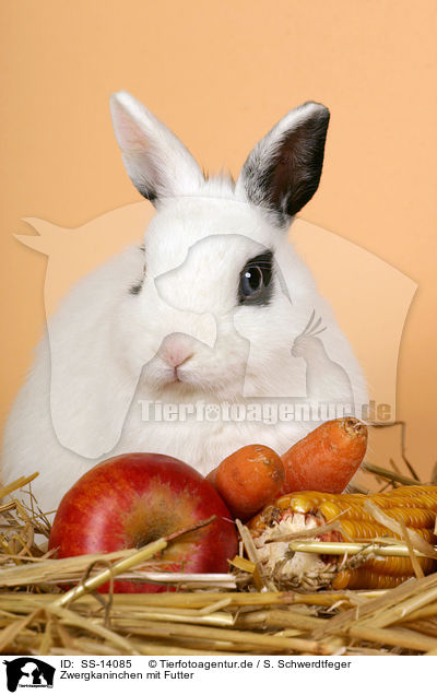 Zwergkaninchen mit Futter / dwarf rabbit with feed / SS-14085