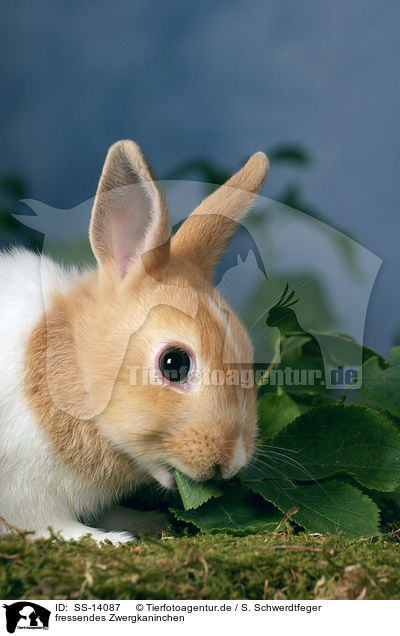 fressendes Zwergkaninchen / SS-14087