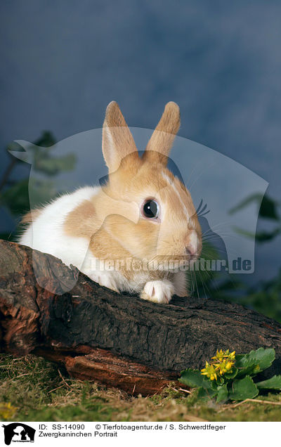 Zwergkaninchen Portrait / SS-14090