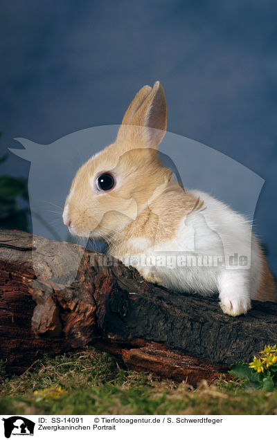 Zwergkaninchen Portrait / SS-14091