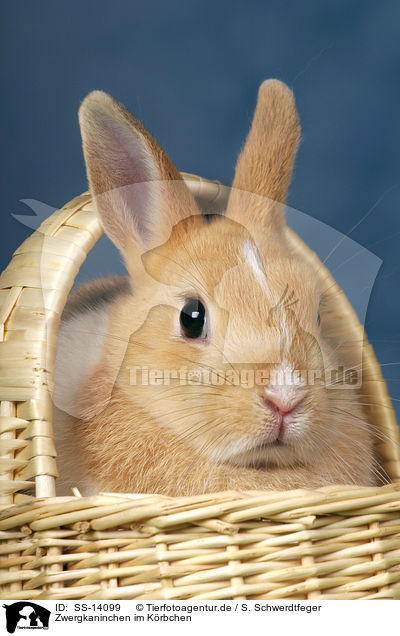 Zwergkaninchen im K�rbchen / SS-14099