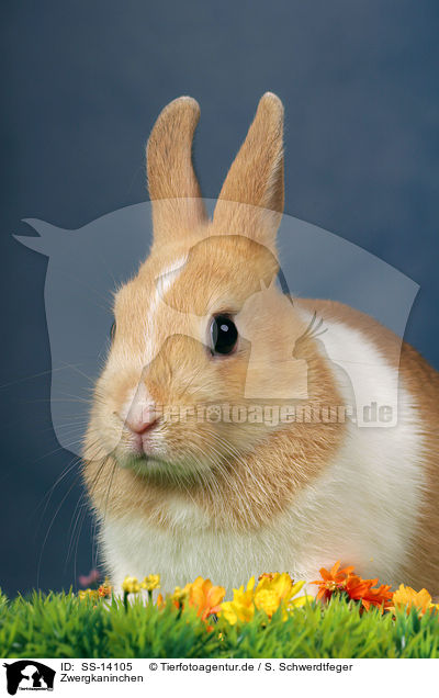 Zwergkaninchen / SS-14105