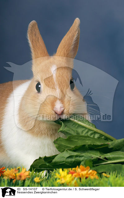 fressendes Zwergkaninchen / eating dwarf rabbit / SS-14107