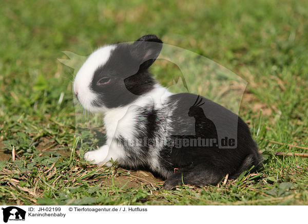 Kaninchenbaby / young bunny / JH-02199
