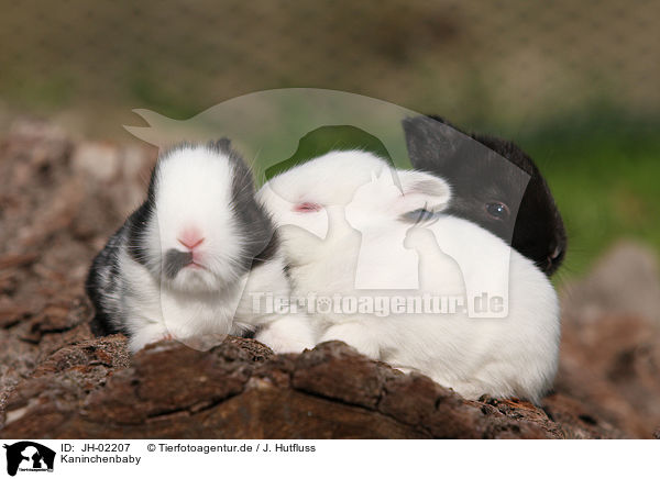 Kaninchenbaby / young bunny / JH-02207
