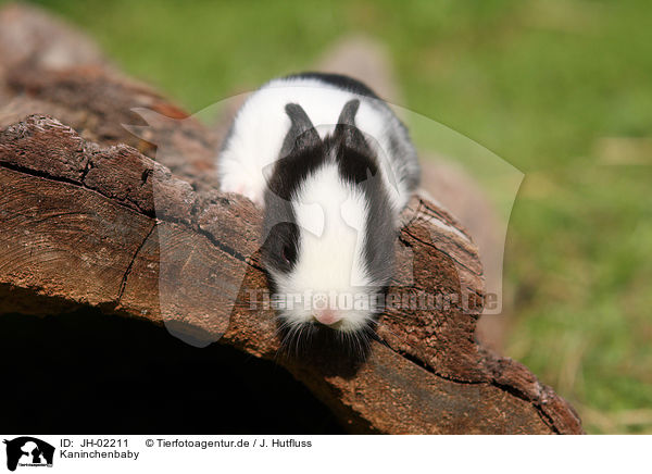 Kaninchenbaby / young bunny / JH-02211