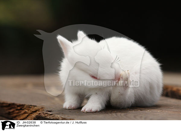 Zwergkaninchen / young rabbit / JH-02638