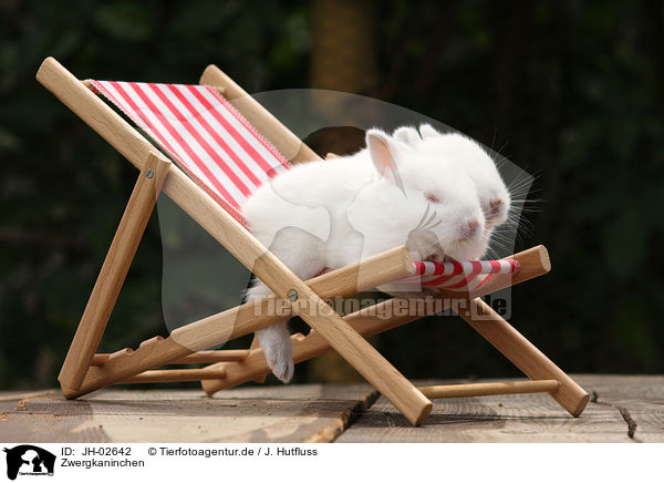 Zwergkaninchen / young rabbit / JH-02642