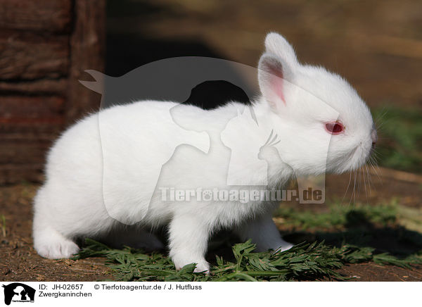 Zwergkaninchen / young rabbit / JH-02657