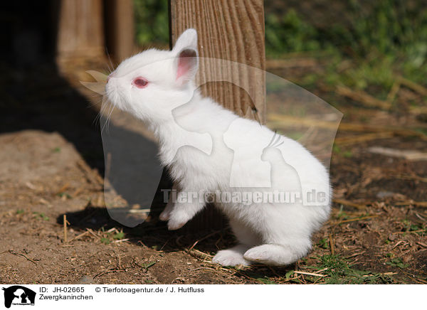 Zwergkaninchen / young rabbit / JH-02665