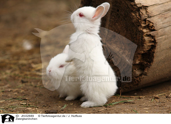 Zwergkaninchen / young rabbit / JH-02689