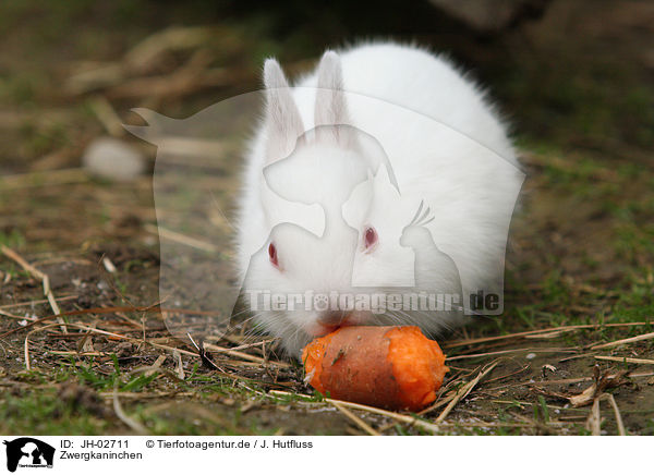 Zwergkaninchen / young rabbit / JH-02711
