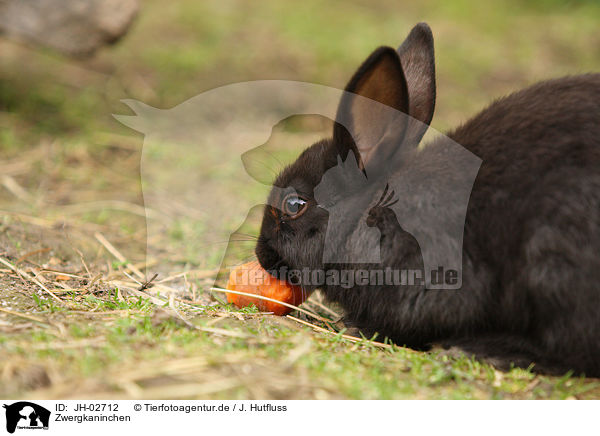 Zwergkaninchen / JH-02712
