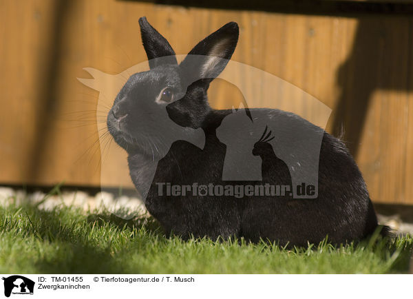 Zwergkaninchen / pygmy rabbit / TM-01455
