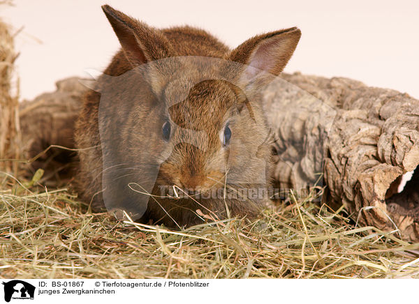 junges Zwergkaninchen / young pygmy bunny / BS-01867