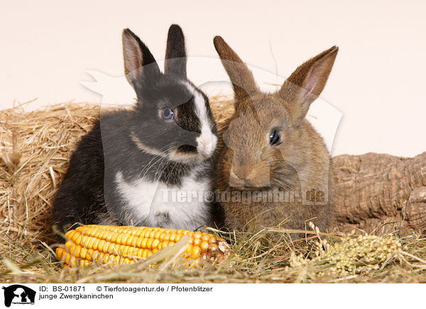 junge Zwergkaninchen / young pygmy bunnies / BS-01871