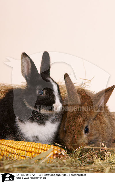 junge Zwergkaninchen / young pygmy bunnies / BS-01872