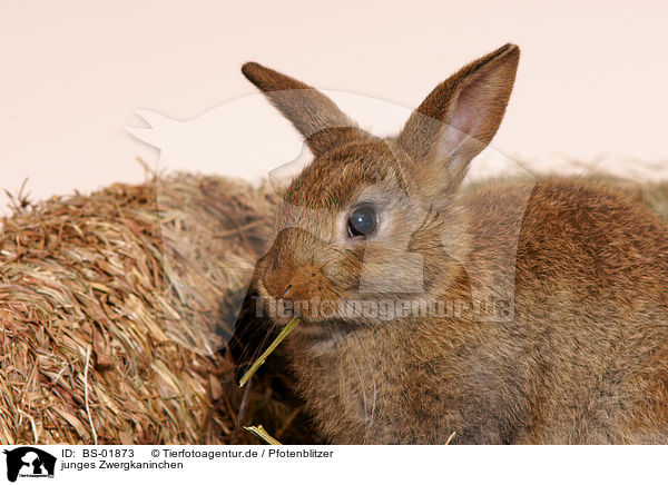 junges Zwergkaninchen / young pygmy bunny / BS-01873