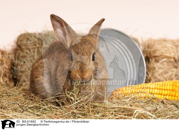 junges Zwergkaninchen / young pygmy bunny / BS-01882
