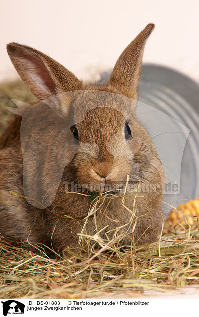 junges Zwergkaninchen / young pygmy bunny / BS-01883