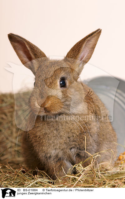 junges Zwergkaninchen / young pygmy bunny / BS-01884