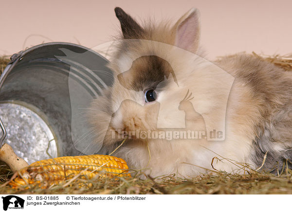 junges Zwergkaninchen / young pygmy bunny / BS-01885