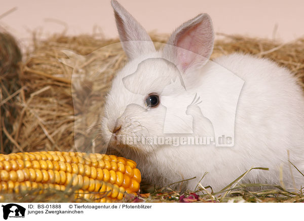 junges Zwergkaninchen / young pygmy bunny / BS-01888