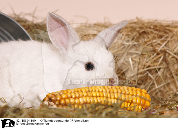 junges Zwergkaninchen / young pygmy bunny / BS-01890