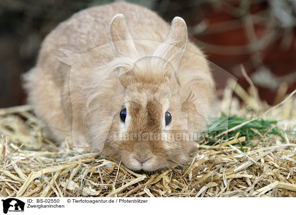 Zwergkaninchen / dwarf rabbit / BS-02550
