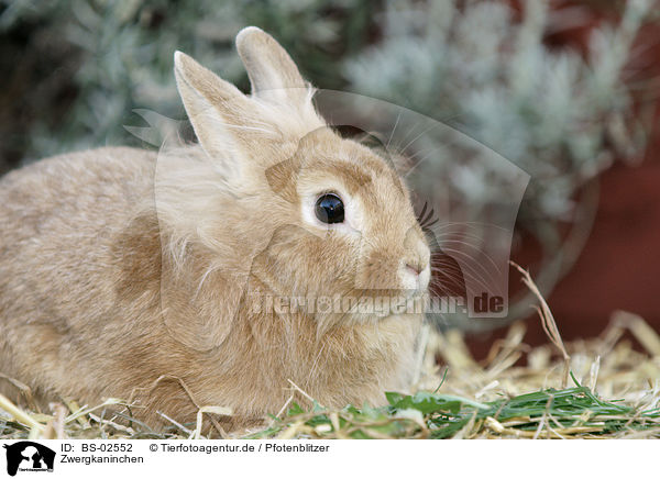 Zwergkaninchen / dwarf rabbit / BS-02552