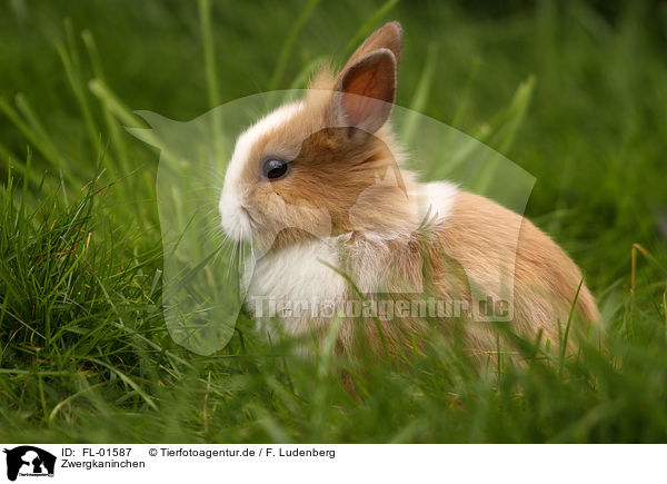 Zwergkaninchen / dwarf rabbit / FL-01587