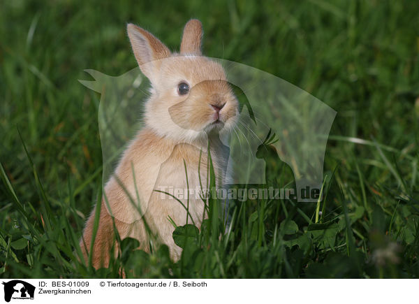 Zwergkaninchen / pygmy bunny / BES-01009