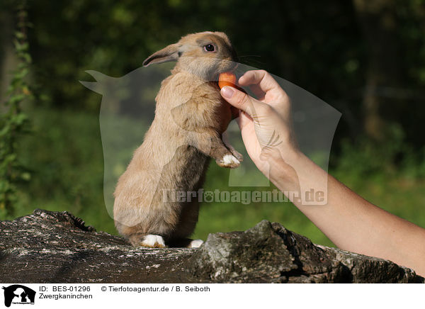 Zwergkaninchen / pygmy bunny / BES-01296
