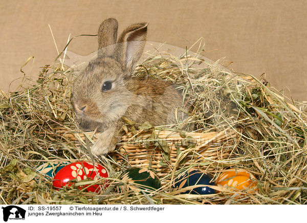 junges Zwergkaninchen / young dwarf rabbit / SS-19557