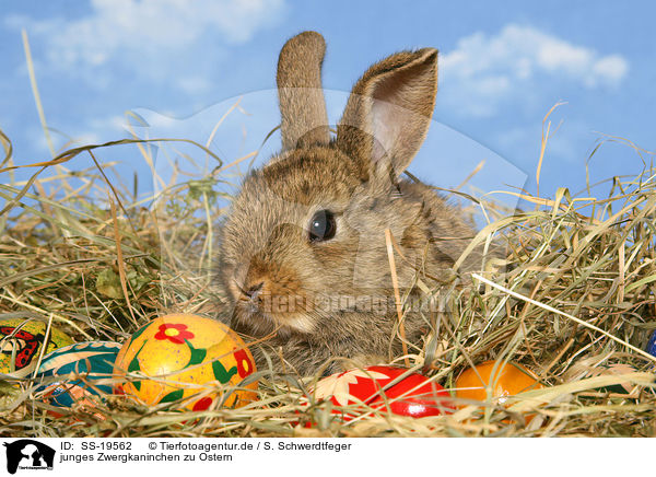 junges Zwergkaninchen zu Ostern / SS-19562