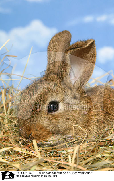 junges Zwergkaninchen / young dwarf rabbit / SS-19570