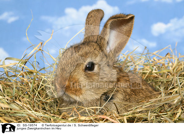 junges Zwergkaninchen / young dwarf rabbit / SS-19574
